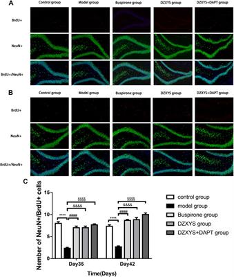 Danzhi Xiaoyao Powder Promotes Neuronal Regeneration by Downregulating Notch Signaling Pathway in the Treatment of Generalized Anxiety Disorder